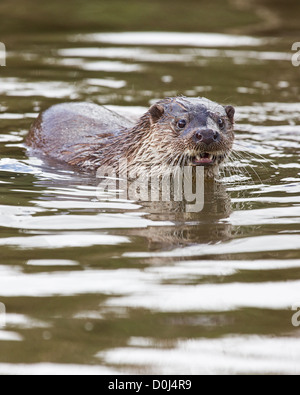 Lontra (Lutra lutra), nuoto, Devon, Regno Unito Foto Stock