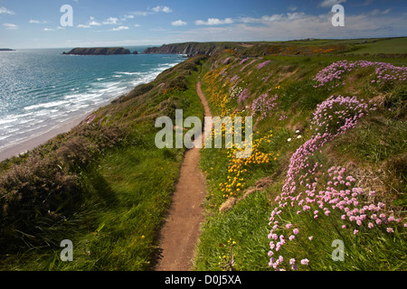 Il Pembrokeshire sentiero costiero sopra Marloes beach. Foto Stock