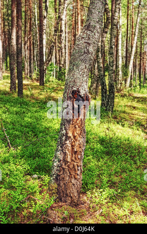 "Chaga' funghi sulla betulla. Foto Stock