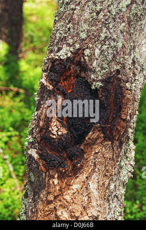 "Chaga' funghi sulla betulla. Foto Stock