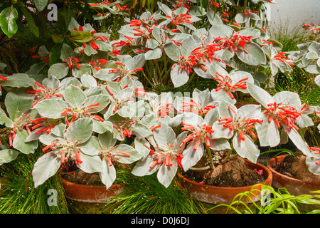 Edelweiss brasiliano, sinningia leucotricha o rechsteineria leucotricha, della famiglia gesneriaceae. Foto Stock