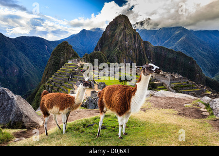 Llama a Machu Picchu sito archeologico, Provincia di Cuzco, Perù Foto Stock