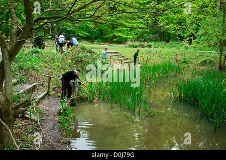 Gli studenti pond immersione a Epping Forest Education Center. Foto Stock