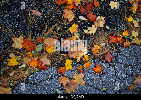 Colori d'autunno foglie di acero e di aghi di pino sul vecchio marciapiede Foto Stock