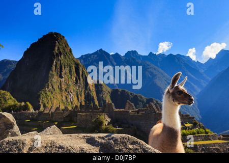 Llama a Machu Picchu sito archeologico, Provincia di Cuzco, Perù Foto Stock