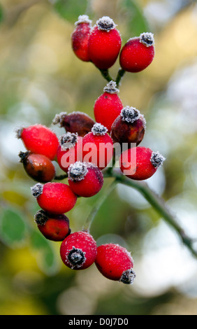 Red Rose hips toccato con gelo nel tardo autunno / inizio inverno Foto Stock