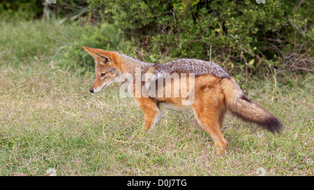 Un black-backed jackal (Canis mesomelas), noto anche come l'argento-backed o rosso jackal, nel Capo orientale, Sud Africa. Foto Stock