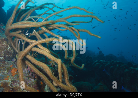 Scena subacquea con un gigante di ricerca di fronte, nel mare dei Caraibi intorno a Bonaire, Antille olandesi. Foto V.D. Foto Stock