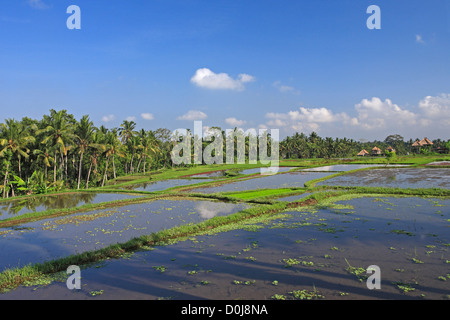 Superfici irrigate terrazze di riso sul pendio di una collina, con il tradizionale design Balinese edifici in background, nei pressi di Ubud. Bali, Indonesia Foto Stock