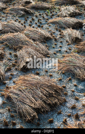 Tagliare le piante di riso in attesa di essere riuniti per thrashing in zone rurali campagna indiana. Andhra Pradesh, India Foto Stock