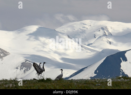 Un paio di gru e di Tavan Bogdo montagne altopiano di Ukok Altai Russia Asia Foto Stock