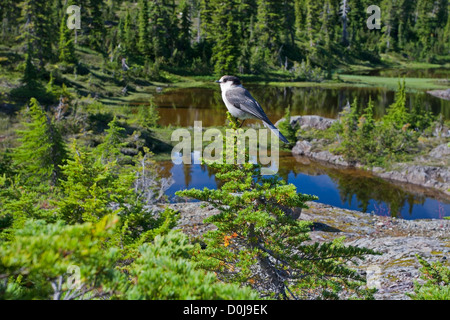 Gray Jay (Perisoreus canadensis) arroccato in una struttura ad albero vietato altopiano, Strathcona Park, BC, Canada con sub-alpine tarns dietro Foto Stock