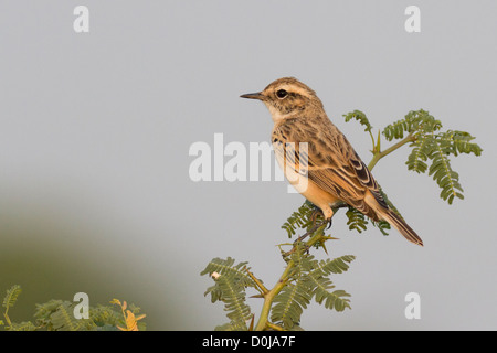 Bianco-browed Bush Chat (Saxicola macrorhynchus) Foto Stock