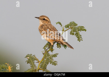 Bianco-browed Bush Chat (Saxicola macrorhynchus) Foto Stock