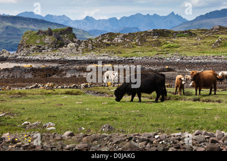 Il pascolo di bestiame sull'Isola di Skye. Foto Stock