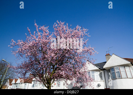 Una vista di un fiore tree al di fuori di una strada di case a schiera. Foto Stock