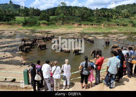 Branco di elefanti nthing in un fiume a Pinnawala l'Orfanotrofio degli Elefanti in Sri Lanka. Foto Stock