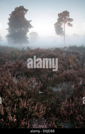 Una nebbiosa mattina autunnale su Hollesley comune nel Suffolk. Foto Stock