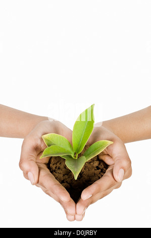 Close-up di mano di una persona in possesso di un alberello Foto Stock