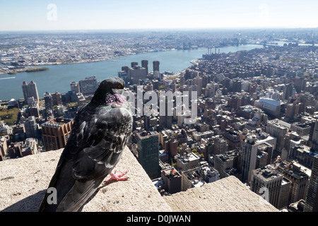Pigeon sulla cima dell'Empire State Building di New York Foto Stock