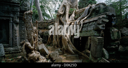 Strangler alberi di crescita nel tempio di Ta Prohm presso i templi di Angkor in Cambogia nel sud-est asiatico. Viaggio in Cambogia Foto Stock