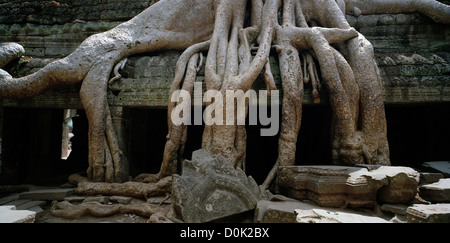 Strangler alberi di crescita nel tempio di Ta Prohm presso i templi di Angkor in Cambogia nel sud-est asiatico. Viaggio in Cambogia Foto Stock