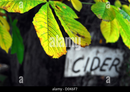 Dettaglio di una foglia in un sidro Devon farm. Foto Stock