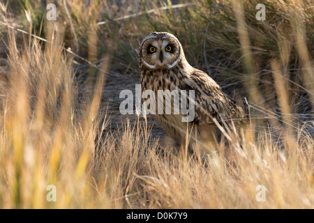 Foto di stock di un breve eared owl seduto per terra. Foto Stock