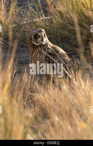 Foto di stock di un breve eared owl seduto per terra. Foto Stock