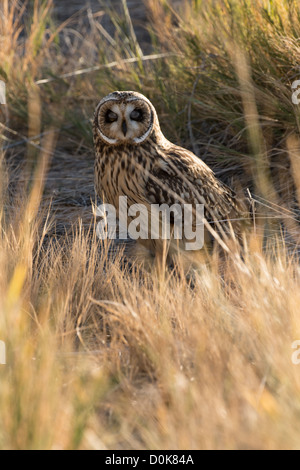 Foto di stock di un breve eared owl seduto per terra con gli occhi chiusi. Foto Stock