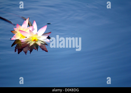 Giglio di acqua Foto Stock