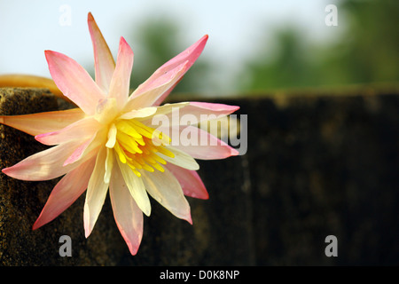 Giglio di acqua Foto Stock