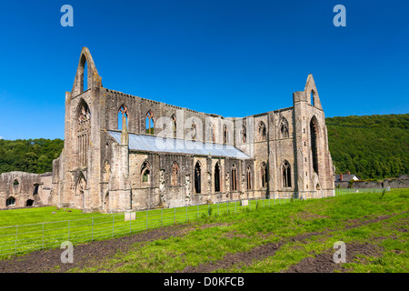 Le rovine di Tintern Abbey che è una abbazia cistercense fondata nel XII secolo da Walter de Clare. Foto Stock