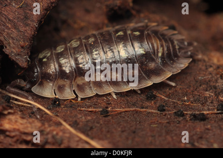 Oniscidea. Foto Stock