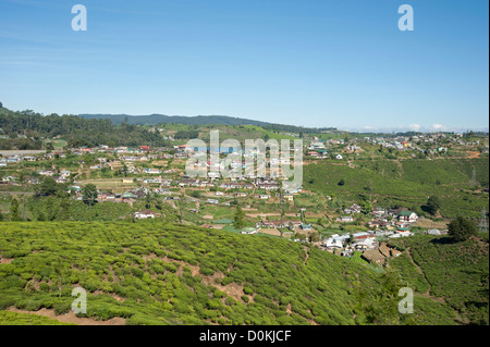 Cespugli di tè che coprono le colline sopra Nuwara Eliya Sri Lanka Foto Stock