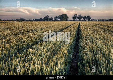 Percorso attraverso un campo di grano di maturazione appena prima del raccolto. Foto Stock