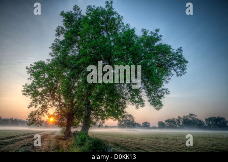 Sunrise e bassa nebbia giacente su terreni agricoli. Foto Stock