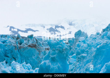 Aquila calva seduta a sorpresa il ghiacciaio in Prince William Sound, Alaska. Foto Stock