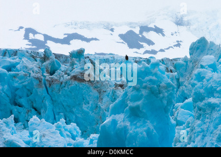 Aquila calva seduta a sorpresa il ghiacciaio in Prince William Sound, Alaska. Foto Stock