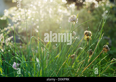 Pianta di erba cipollina Foto Stock