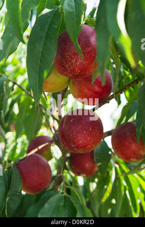 Nettarine Foto Stock