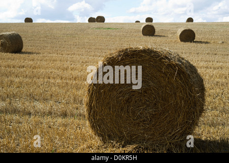 Haystacks nel campo Foto Stock