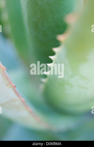 Aloe vera close up Foto Stock
