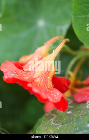 I nasturzi fiori Foto Stock