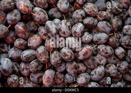 Cumulo di fresco viola organico Damson prugne in un mercato di strada Foto Stock