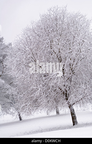 Coperte di neve alberi in Waterlow Park nel nord di Londra. Foto Stock