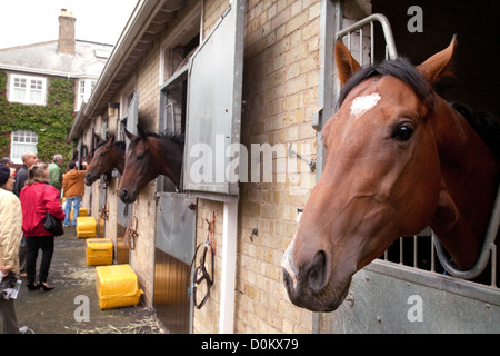 Cavalli nelle loro stabile, Carlburg maneggio, Newmarket Suffolk REGNO UNITO Foto Stock