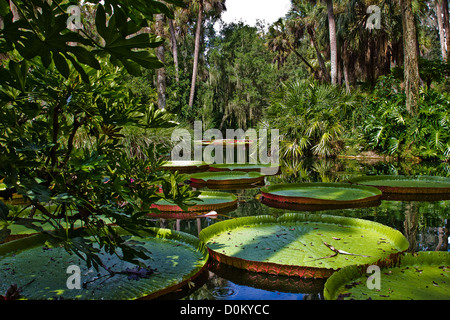 Enorme Lily Pad a Bok Tower. Foto Stock