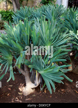 Ventilatore Aloe, Aloe plicatilis, Xanthorrhoeaceae (Aloaceae). Western Cape, Sud Africa. Foto Stock