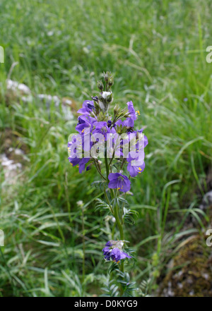 Jacobs ladder Polemonium caeruleum una pianta rara trovata a Lathkill Dale nel Derbyshire in Inghilterra Foto Stock